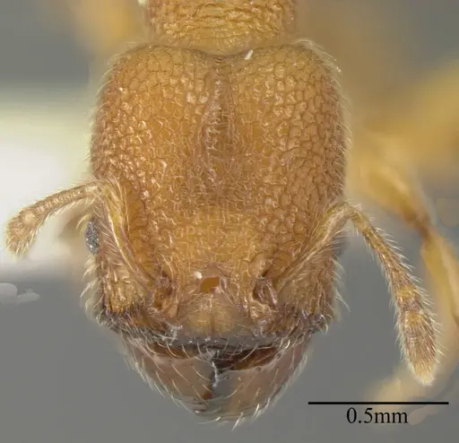 Pheidole bicornis - INBIOCRI001281880