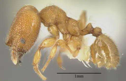 Pheidole bicornis - INBIOCRI001281880