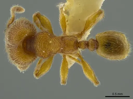Pheidole bicornis - INBIOCRI001281881