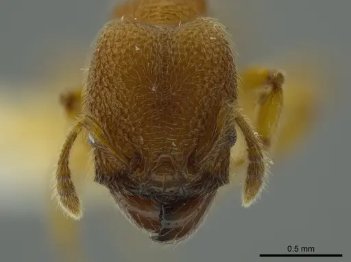 Pheidole bicornis - INBIOCRI001281881
