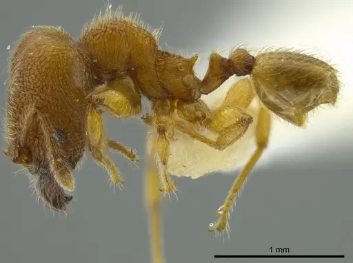 Pheidole bicornis - INBIOCRI001281881