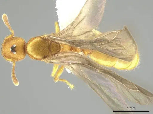 Pheidole bicornisculpta specimen