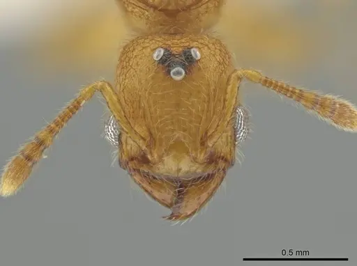 Pheidole bicornisculpta specimen