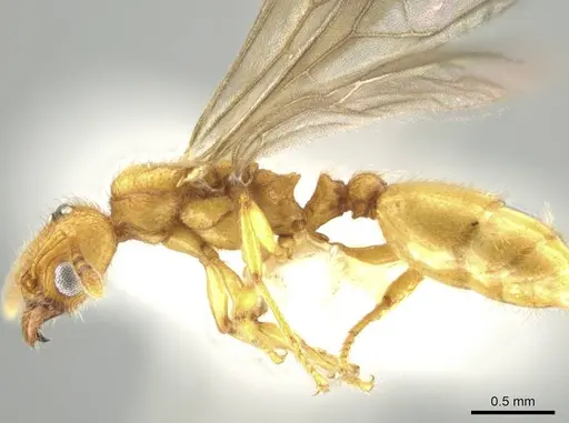 Pheidole bicornisculpta specimen