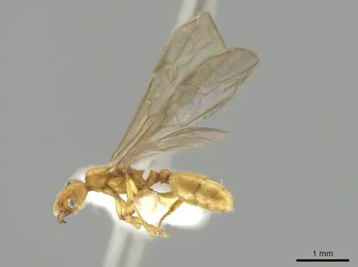 Pheidole bicornisculpta - CASENT0637203