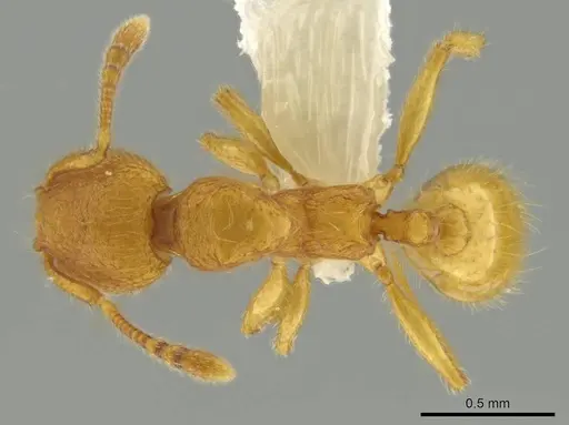 Pheidole bicornisculpta - CASENT0637204