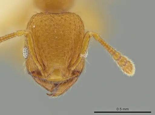 Pheidole bicornisculpta - CASENT0637204