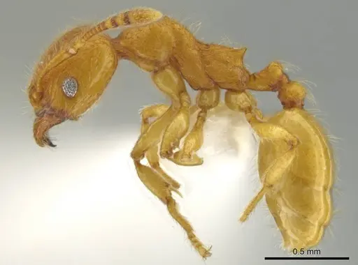 Pheidole bicornisculpta - CASENT0637204