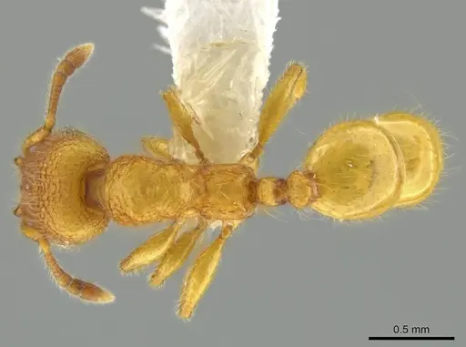 Pheidole bicornisculpta - CASENT0637206
