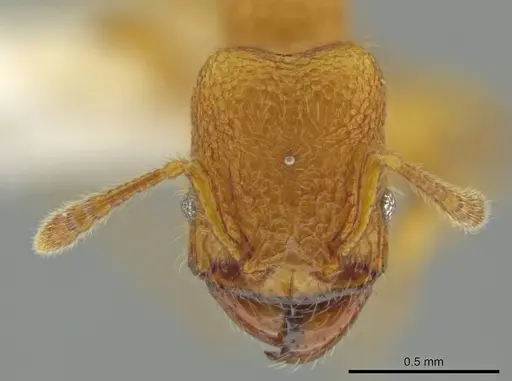 Pheidole bicornisculpta - CASENT0637206
