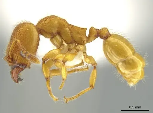 Pheidole bicornisculpta - CASENT0637206