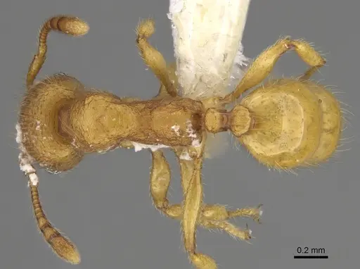 Pheidole bicornisculpta - CASENT0646426