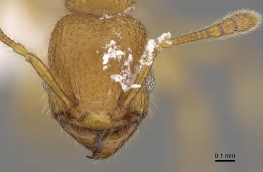 Pheidole bicornisculpta - CASENT0646426