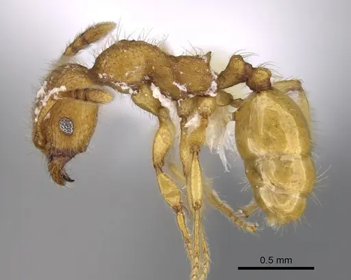 Pheidole bicornisculpta - CASENT0646426
