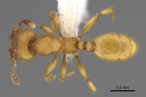 Pheidole bicornisculpta - CASENT0646431