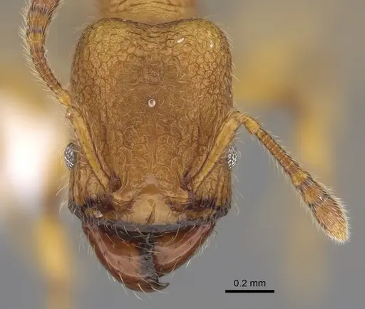 Pheidole bicornisculpta - CASENT0646431
