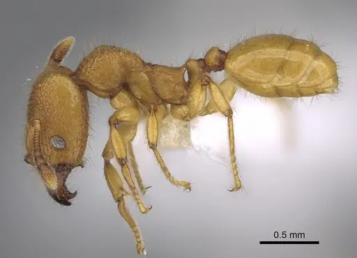 Pheidole bicornisculpta - CASENT0646431