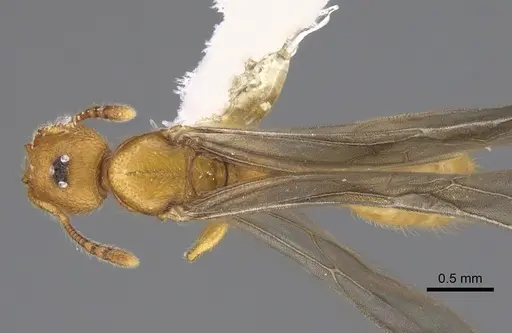 Pheidole bicornisculpta - CASENT0646436