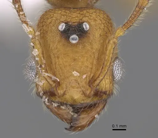 Pheidole bicornisculpta - CASENT0646436