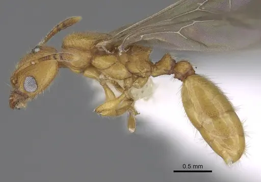 Pheidole bicornisculpta - CASENT0646436