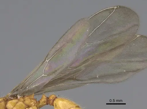 Pheidole bicornisculpta - CASENT0646436