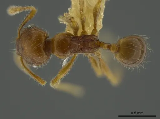 Pheidole bidens specimen