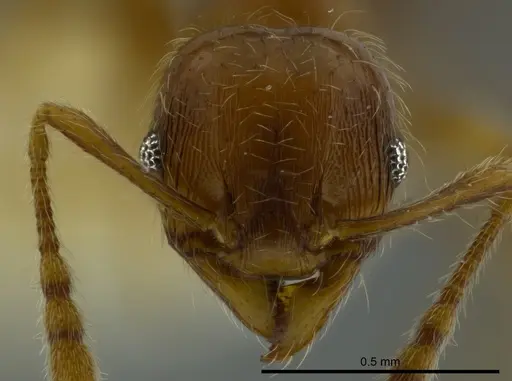 Pheidole bidens specimen