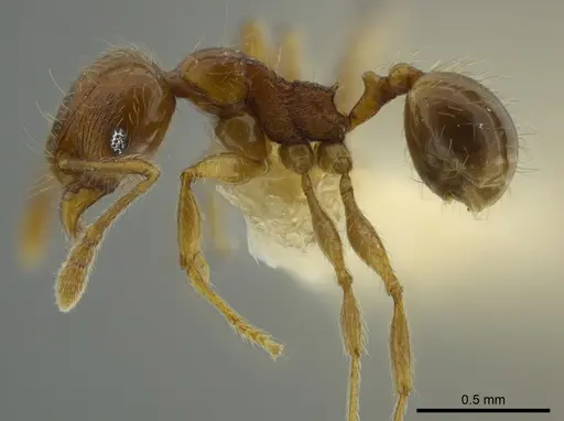 Pheidole bidens specimen