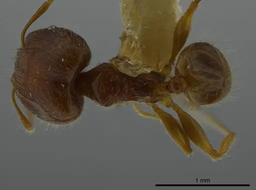 Pheidole bidens - JTLC000016327