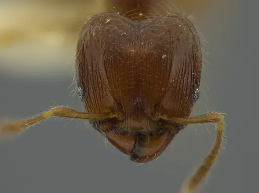 Pheidole bidens - JTLC000016327