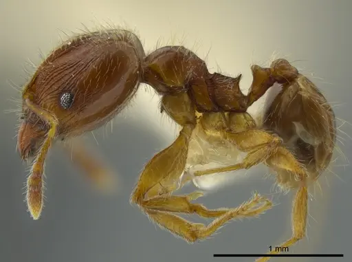 Pheidole bidens - JTLC000016327
