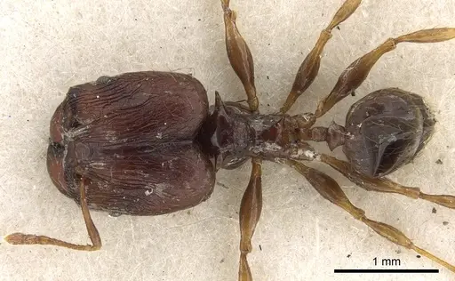 Pheidole bifurca specimen