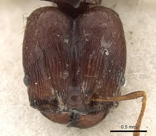 Pheidole bifurca specimen