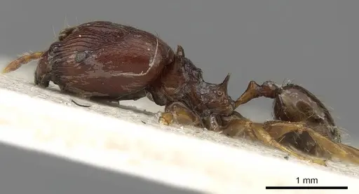 Pheidole bifurca specimen