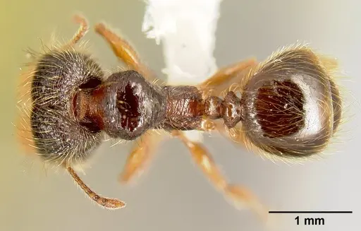 Pheidole bigote specimen