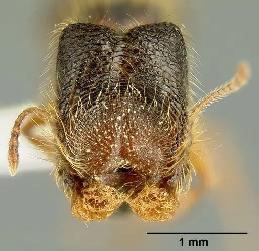 Pheidole bigote specimen