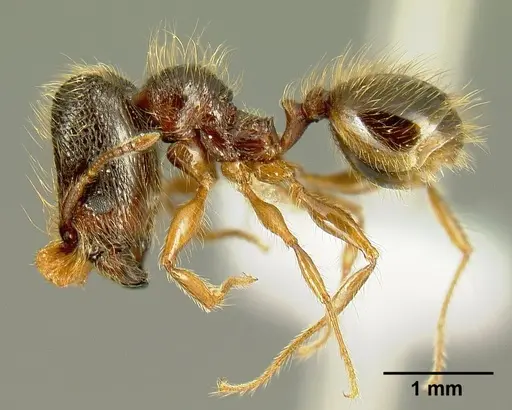 Pheidole bigote specimen
