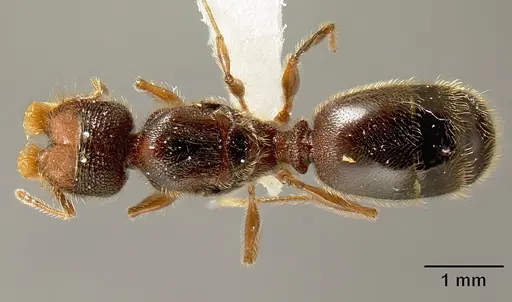 Pheidole bigote - CASENT0603302