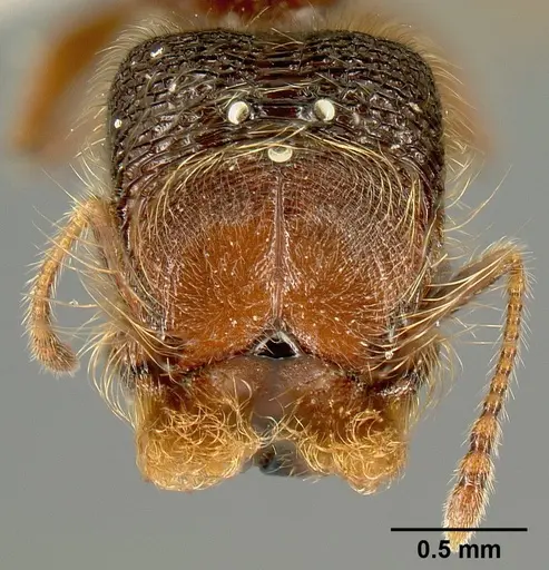 Pheidole bigote - CASENT0603302