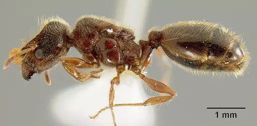 Pheidole bigote - CASENT0603302
