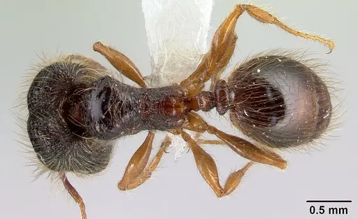 Pheidole bigote - CASENT0608810