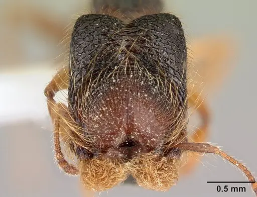 Pheidole bigote - CASENT0608810