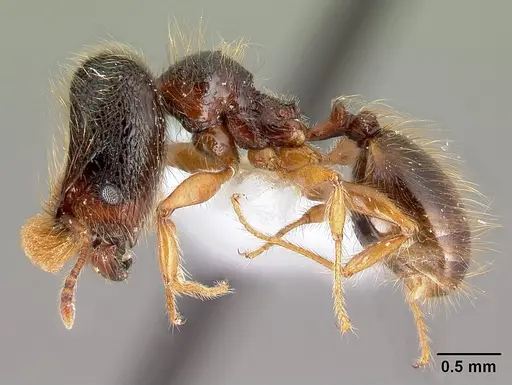 Pheidole bigote - CASENT0608810