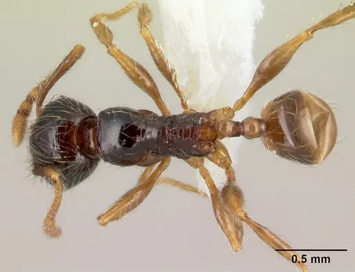 Pheidole bigote - CASENT0608824