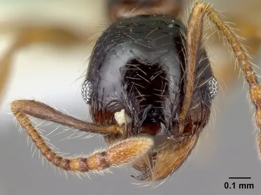 Pheidole bigote - CASENT0608824