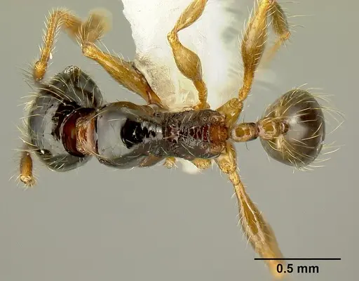 Pheidole bigote - JTLC000014969