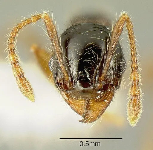 Pheidole bigote - JTLC000014969