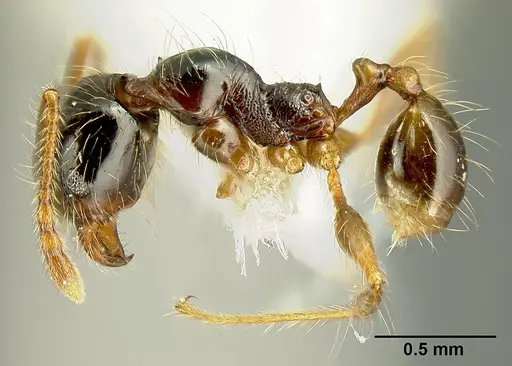 Pheidole bigote - JTLC000014969
