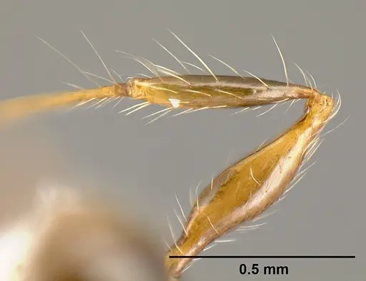 Pheidole bigote - JTLC000014969