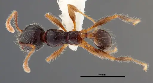 Pheidole bigote - JTLC000014973